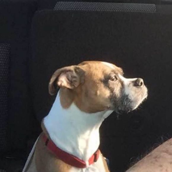 Meet your Posher, Diana - Picture 1 of 1